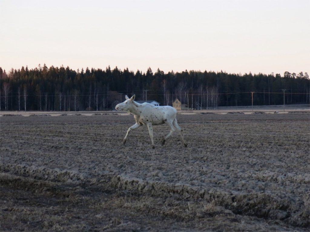 valkoinen hirvi2