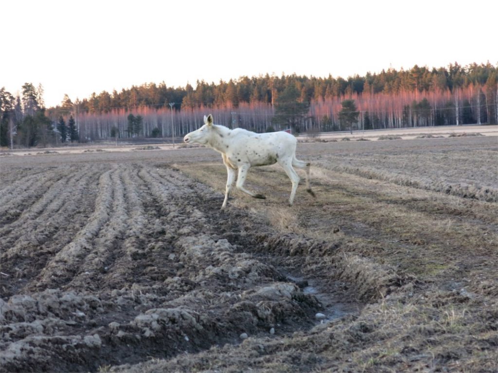 valkoinen hirvi3