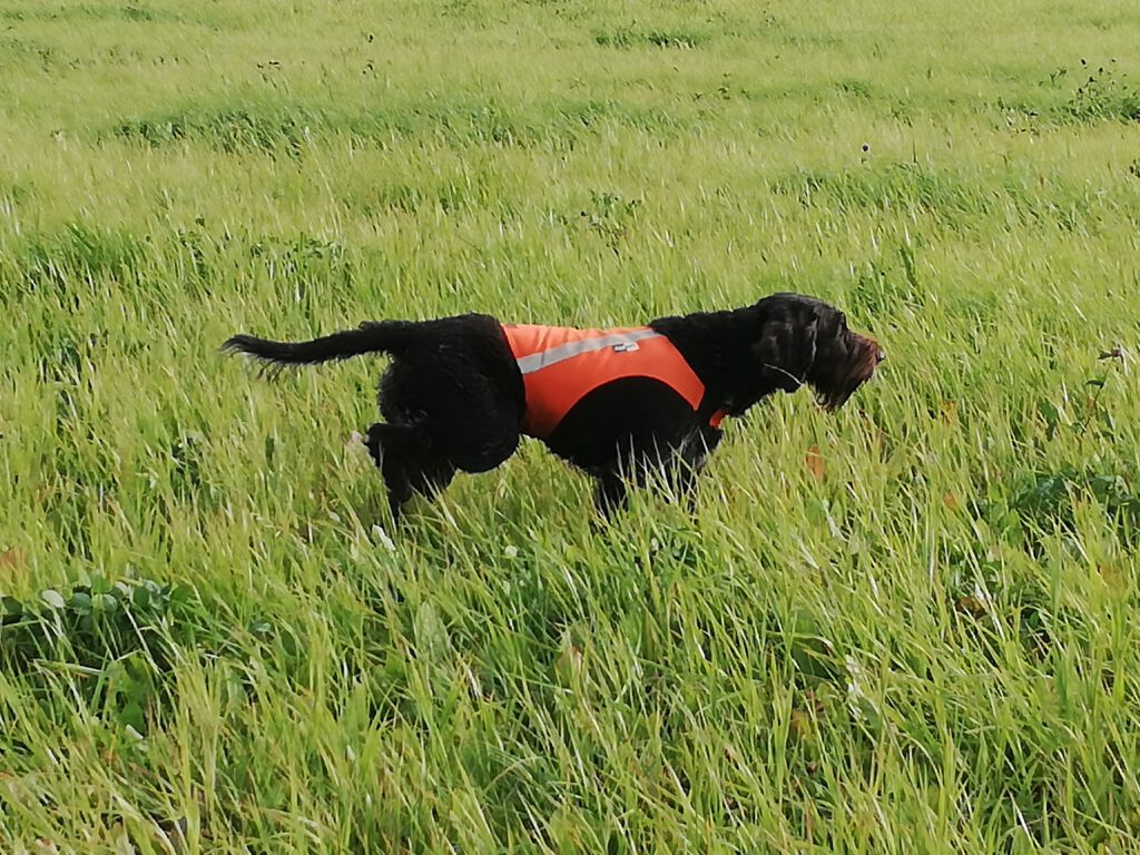 dig